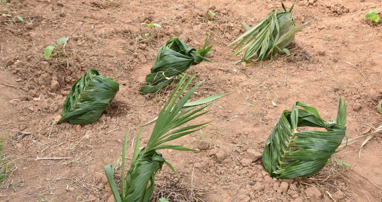 crops in liberia